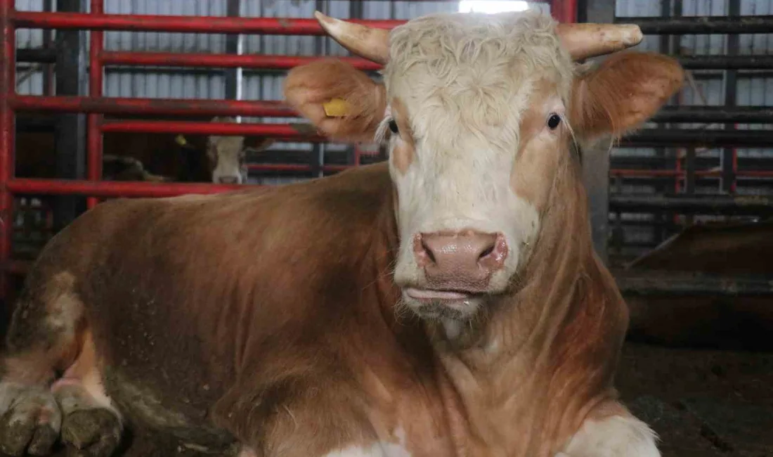 Sakarya’da Kurban Bayramı öncesinde 1 ton 450 kilogram ağırlığındaki tosun
