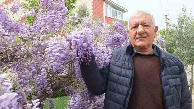 Balıkesir’in Burhaniye ilçesi. nisan ayında mor salkım ağaçlarının çiçek açmasıyla