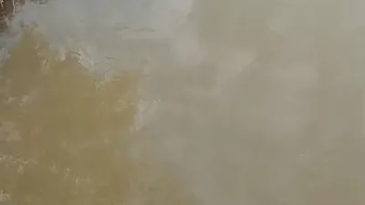 Bursa’nın Karacabey ilçesine bağlı Akçasusurluk mevkiinde bulunan derede su samuru