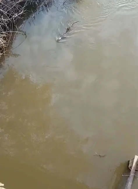 Bursa’nın Karacabey ilçesine bağlı Akçasusurluk mevkiinde bulunan derede su samuru