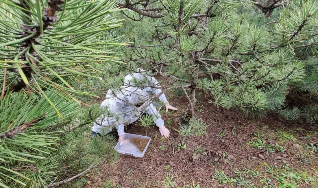 Bursa Orman Bölge Müdürlüğü, doğayla uyumlu ve sürdürülebilir biyolojik mücadele