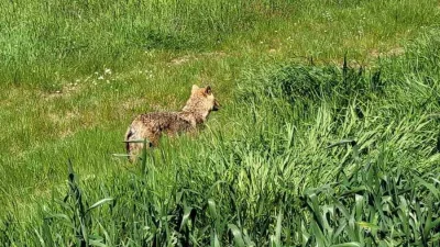 Edirne’nin İpsala ilçesine bağlı Sultanköy’de tarlasını süren bir çiftçi, gündüz