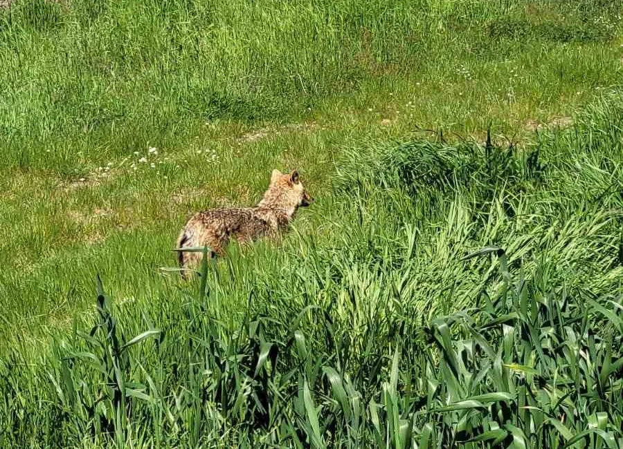 Edirne’nin İpsala ilçesine bağlı Sultanköy’de tarlasını süren bir çiftçi, gündüz