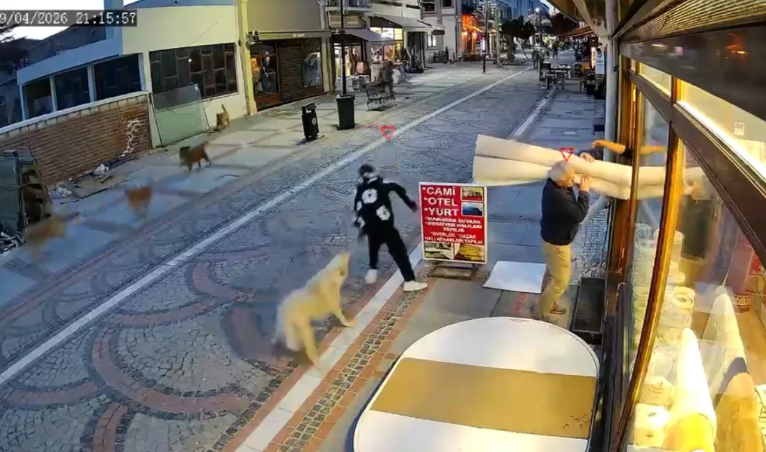 Edirne’de başıboş köpeklerin saldırısına uğrayan 19 yaşındaki genç yaralandı. Olay,