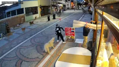 Edirne’de başıboş köpeklerin saldırısına uğrayan 19 yaşındaki genç yaralandı. Olay,