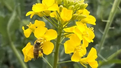 Tekirdağ’ın Hayrabolu ilçesinde kanola üretim alanlarında yapılacak ilaçlamalara ilişkin önemli
