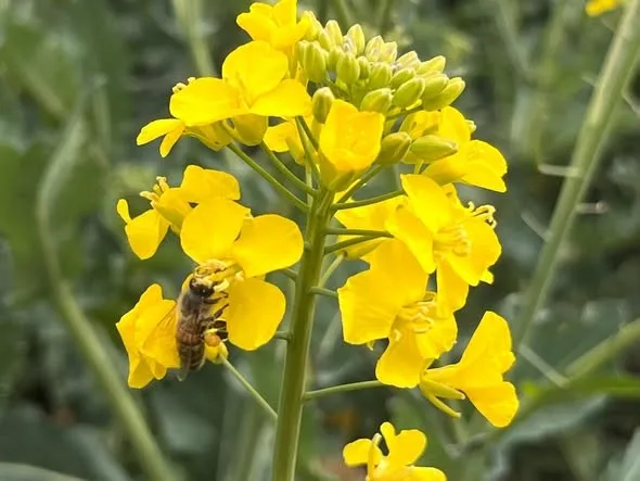 Tekirdağ’ın Hayrabolu ilçesinde kanola üretim alanlarında yapılacak ilaçlamalara ilişkin önemli
