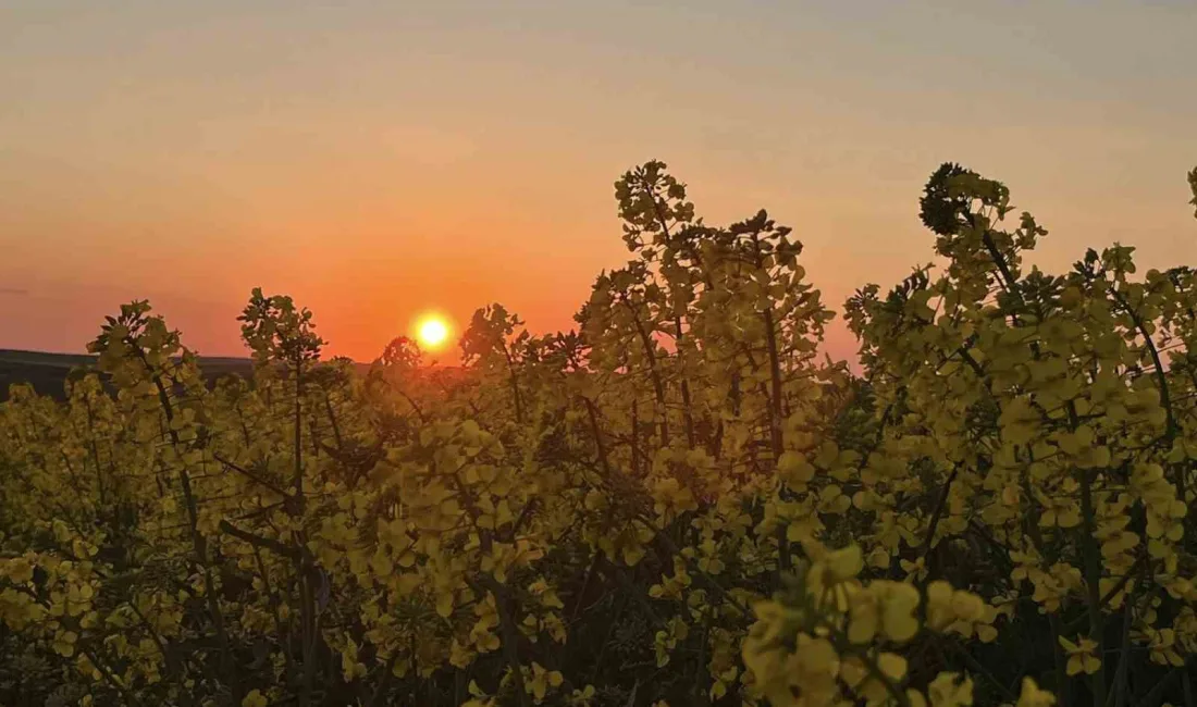 Tekirdağ’ın Hayrabolu ilçesinde kanola tarlaları, gün batımında ortaya çıkan renk
