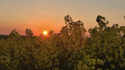 Tekirdağ’ın Hayrabolu ilçesinde kanola tarlaları, gün batımında ortaya çıkan renk