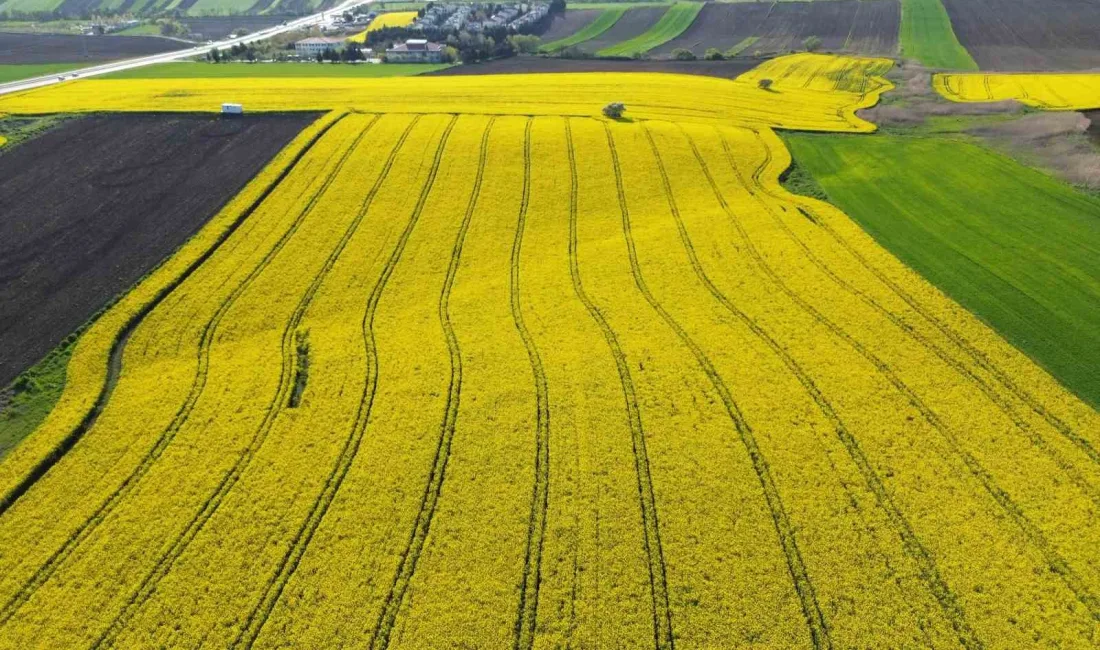 Türkiye’nin önemli tarım merkezlerinden biri olan Kırklareli’nde, baharın gelişiyle birlikte