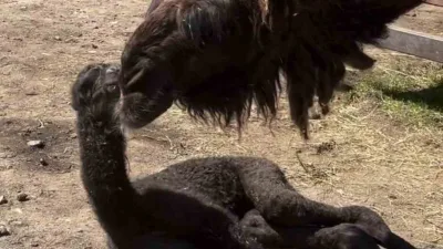 Kocaeli’deki Ormanya Doğal Yaşam Parkı’nda dünyaya gelen ve sağlık durumu