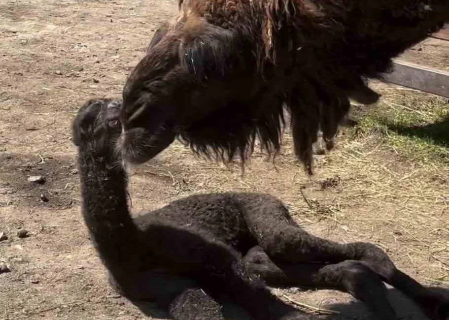 Kocaeli’deki Ormanya Doğal Yaşam Parkı’nda dünyaya gelen ve sağlık durumu
