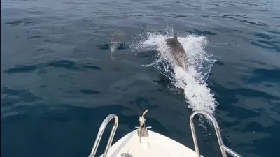 Edirne’nin Keşan ilçesine bağlı Gökçetepe sahilinden Saros Körfezi açıklarına tekne