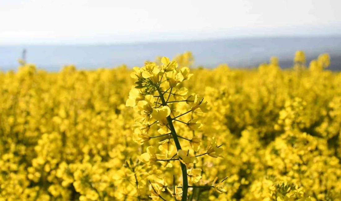 Baharın gelişiyle birlikte Tekirdağ genelinde açan kanola çiçekleri tarlaları sarıya