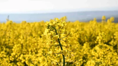 Baharın gelişiyle birlikte Tekirdağ genelinde açan kanola çiçekleri tarlaları sarıya