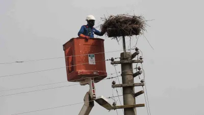 Balıkesir’in Manyas ilçesinde, elektrik direklerine yuva yapan leyleklerin akıma kapılarak