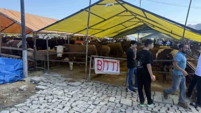 İstanbul Avcılar’da kurban bayramına bir gün kala birçok satıcı, kurbanlıklarını