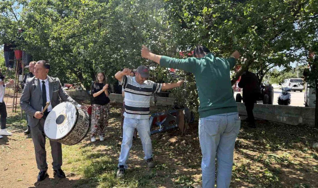 Bursa’nın İznik ilçesinde sezonun ilk erik hasadı davul zurna eşliğinde