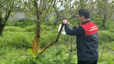 Kırklareli’nin Pehlivanköy ilçesindeki elma bahçelerinde, tarımsal üretimi tehdit eden Akdeniz