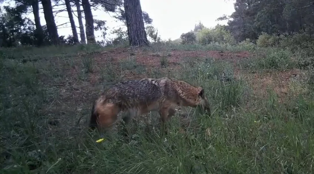 Tekirdağ’ın doğal yaşam açısından en zengin bölgelerinden biri olan Ganos