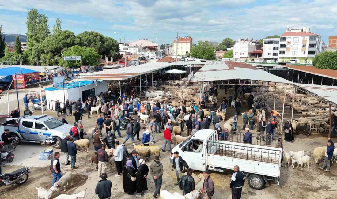 Kurban Bayramı’na sayılı saatler kala, bölgenin tek ruhsatlı canlı hayvan