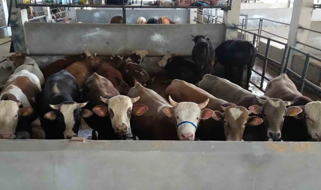 Kurban Bayramı’na 10 gün kala İnegöl Belediyesi Modern Hayvan Pazarında