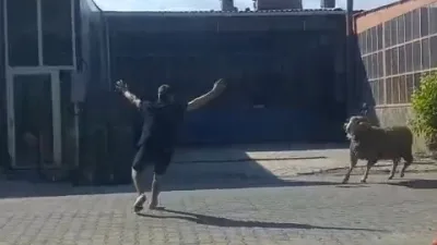 Çanakkale’nin Gelibolu ilçesinde kaçan kurbanlık koçu sanayi esnafı yakaladı. Gelibolu