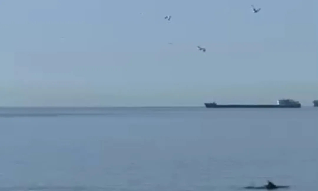 Tekirdağ’ın Süleymanpaşa ilçesine bağlı Alkaya Sahili açıklarında ortaya çıkan yunuslar,