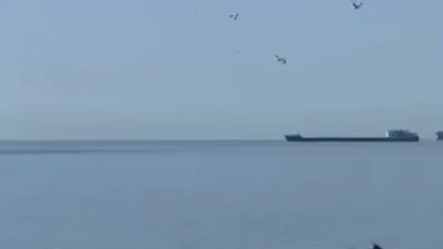 Tekirdağ’ın Süleymanpaşa ilçesine bağlı Alkaya Sahili açıklarında ortaya çıkan yunuslar,