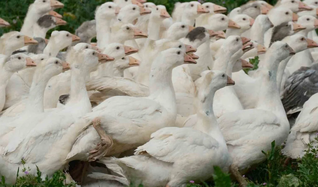 Tarım ve Orman Bakanlığı Tarım Araştırmalar ve Politikalar Genel Müdürlüğü
