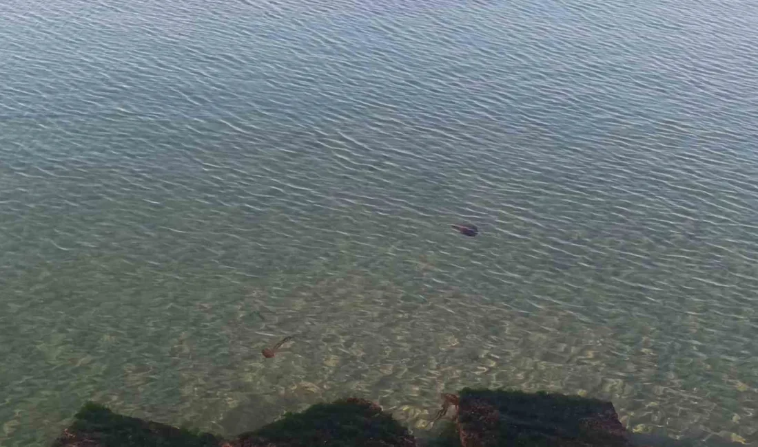 Tekirdağ’ın Süleymanpaşa ilçesi sahilinde, halk arasında “pusula deniz anası” olarak