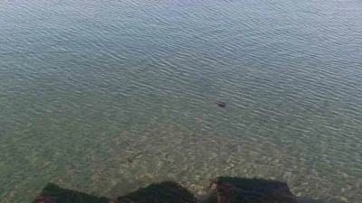 Tekirdağ’ın Süleymanpaşa ilçesi sahilinde, halk arasında “pusula deniz anası” olarak