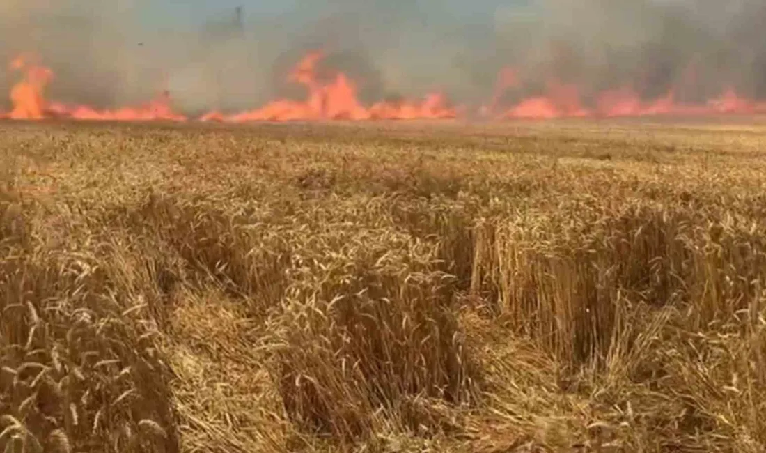 Tekirdağ’ın Süleymanpaşa ilçesinde çıkan yangında yaklaşık 100 dekar buğday ekili
