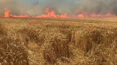 Tekirdağ’ın Süleymanpaşa ilçesinde çıkan yangında yaklaşık 100 dekar buğday ekili