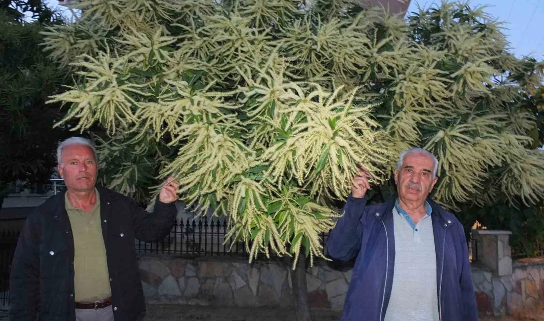 Burhaniye ilçesinde, kestane ağaçları çiçek açtı. Genellikle dağlık bölgelerde bulunan