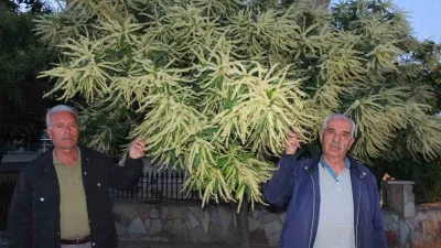 Burhaniye ilçesinde, kestane ağaçları çiçek açtı. Genellikle dağlık bölgelerde bulunan