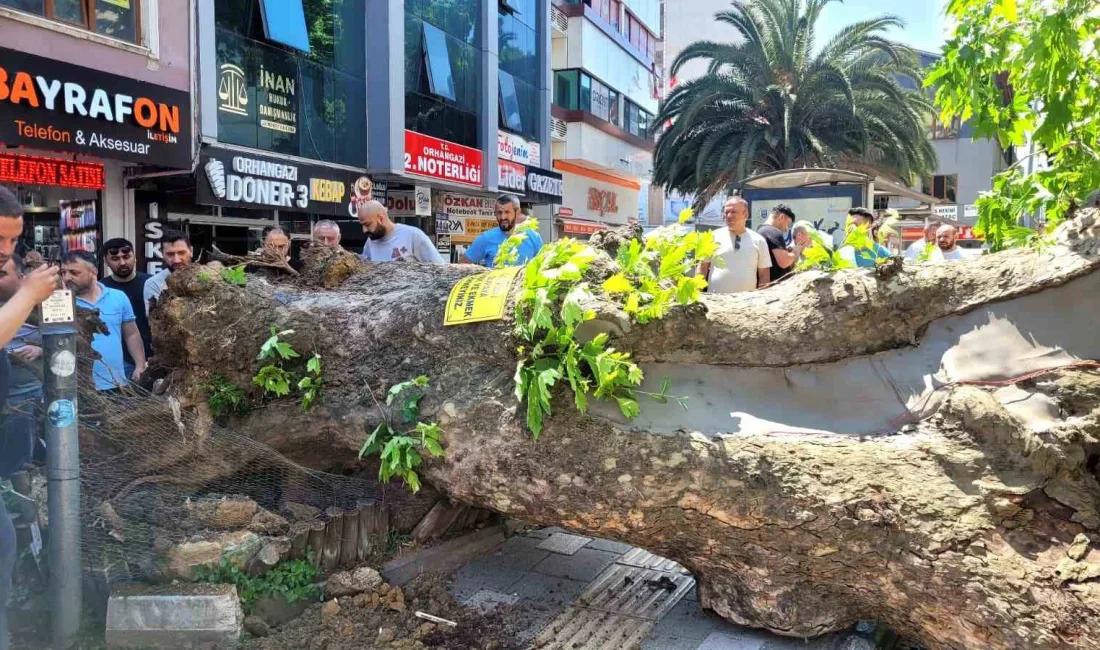 Bursa’nın Orhangazi ilçesinde tarihi çınar ağacının kökünden koparak yola devrilmesi