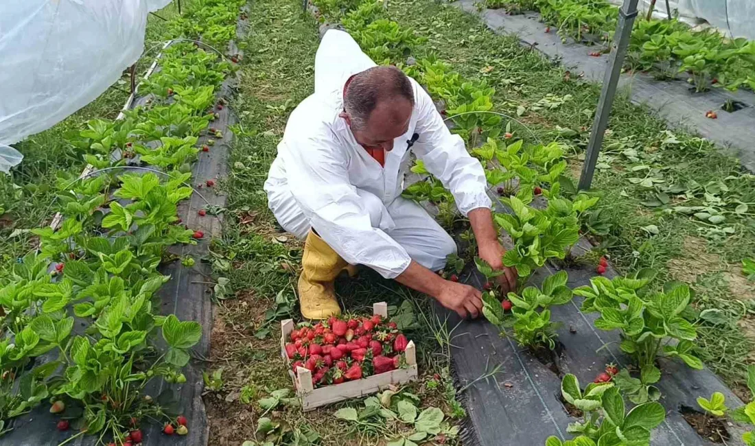 Bilecik’te destek destekli bir projeye sonrası aldığı 12 bin adet