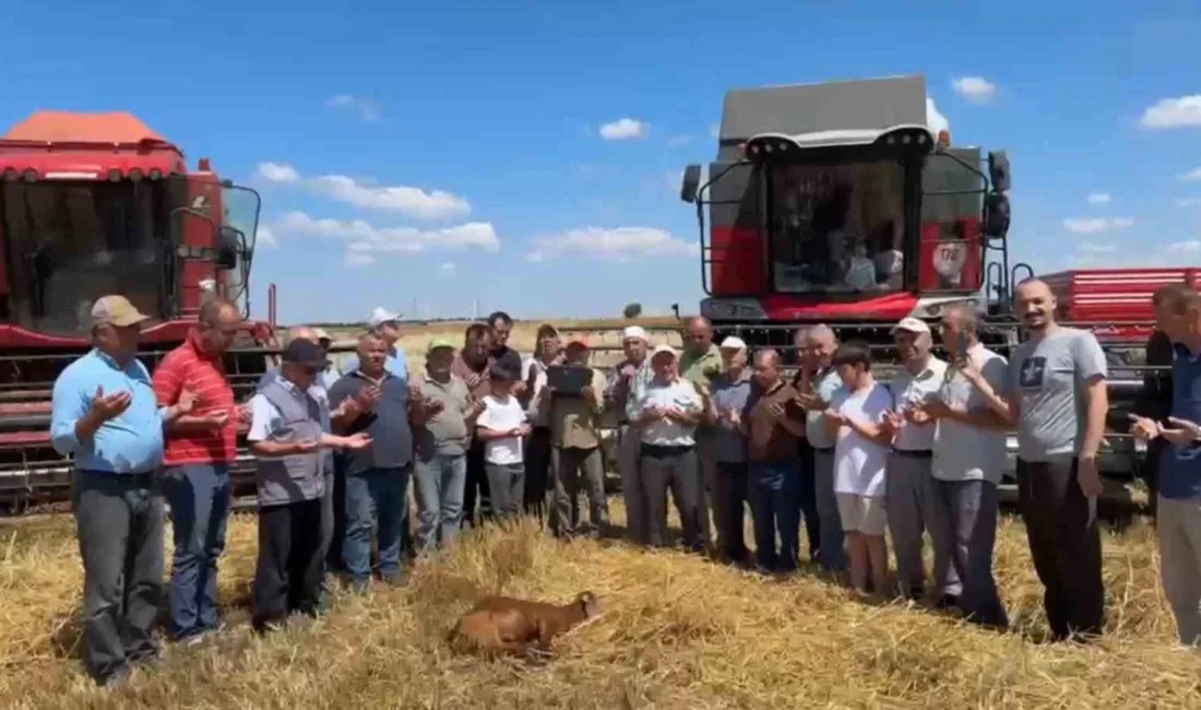 Edirne’nin Meriç ilçesine bağlı Kavaklı köyünde 2026 yılı buğday hasadı,