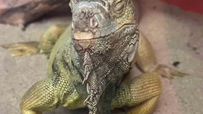 İstanbul’da bir eve düzenlenen operasyonda, gerekli izinleri bulunmayan tarantula, yılan,