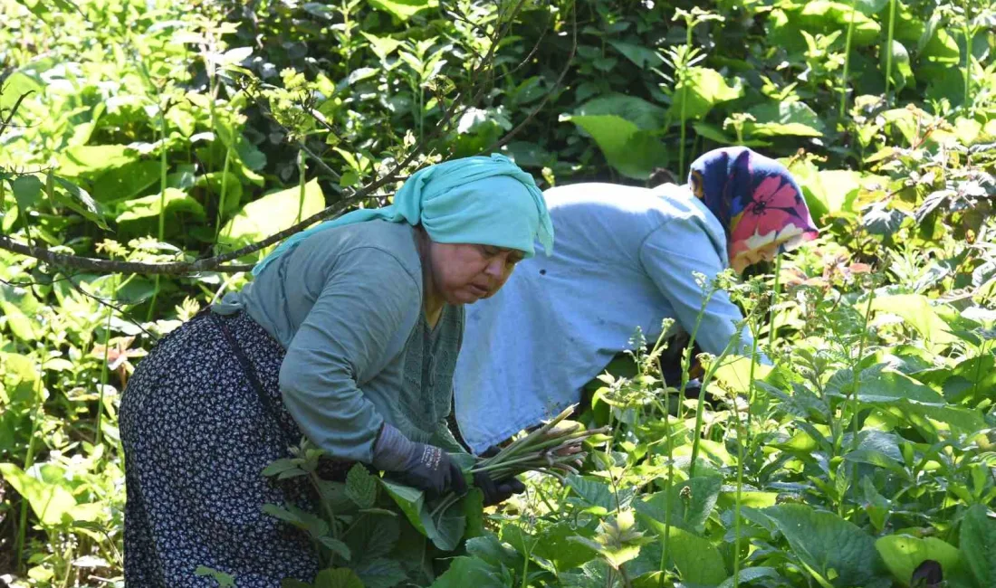 Genellikle yüksek kesimlerde ve ormanlık alanlarda doğal olarak yetişen, halk