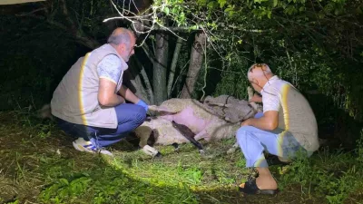 Bursa’nın İnegöl ilçesinde yıldırımın düştüğü ağacın altındaki 6 küçükbaş hayvan
