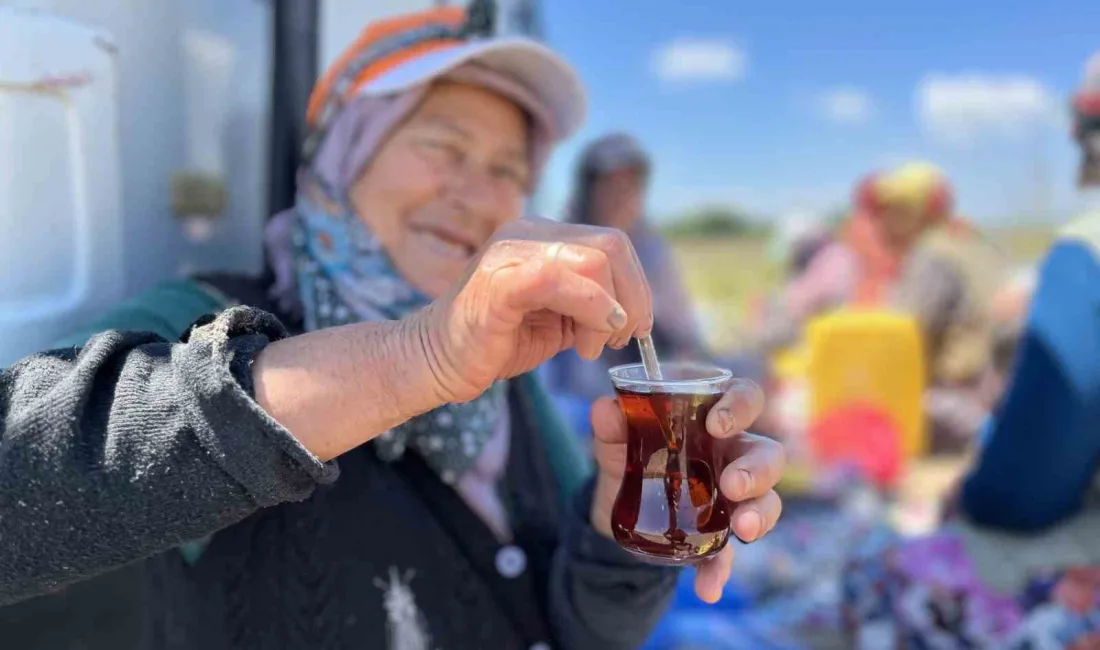 Bursa’nın önemli tarımsal üretim merkezlerinden Karacabey’de gün boyu güneşin altında