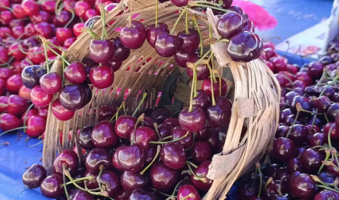 Tekirdağ’da sezon başında kilosu 250 TL’nin üstüne kadar çıkan kiraz,