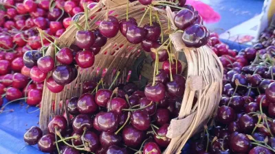 Tekirdağ’da sezon başında kilosu 250 TL’nin üstüne kadar çıkan kiraz,