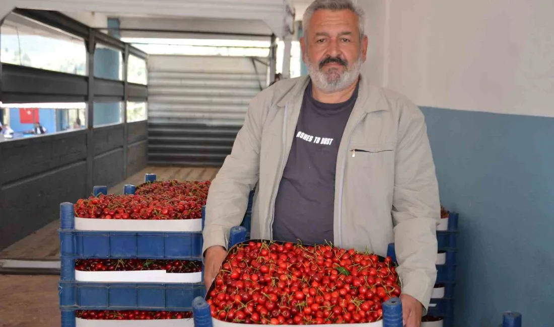 Türkiye’nin en erken kiraz yetişen ikinci ili Bilecik’te geçtiğimiz yıl