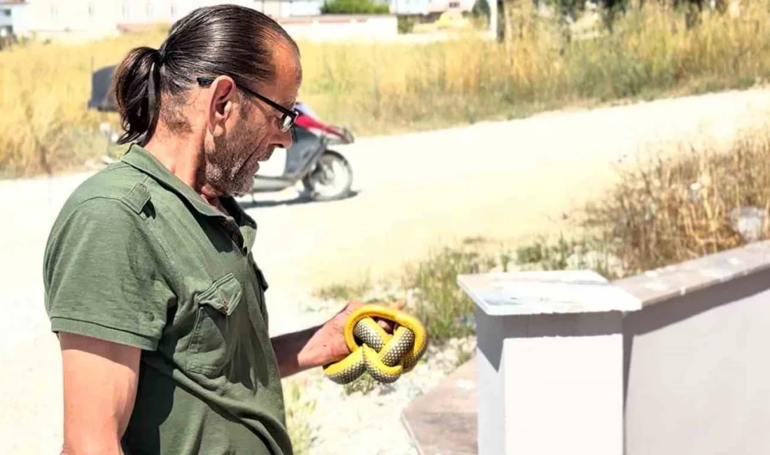 Sakarya’nın Kaynarca ilçesinde ev ve iş yerlerine giren yılanları hiçbir