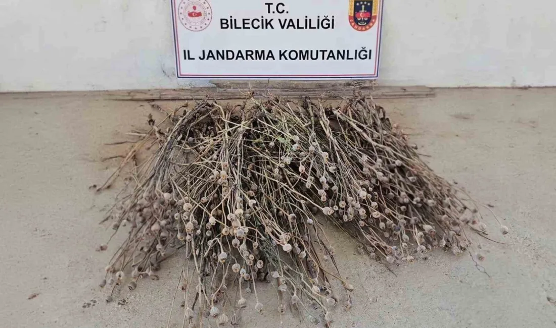 Bilecik’te jandarma ekiplerince düzenlenen operasyonda izinsiz ekilen 136 kök haşhaş