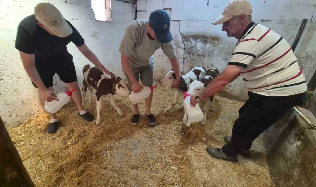 Kırklareli’nde hayvancılık yapan Ergin ailesinin ineğinin üçüz buzağı dünyaya getirmesi