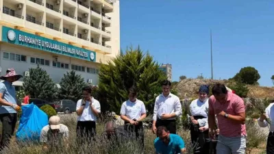 Balıkesir Üniversitesi Burhaniye Uygulamalı Bilimler Fakültesi kampüsünde yetiştirilen lavantaların hasadı